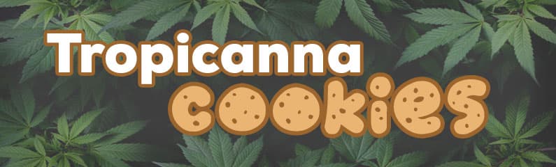 Tropicanna Cookies: características, genéticas y orígenes