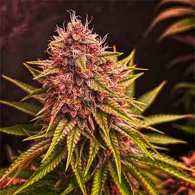 Blood Diamonds 2.0 > Conscious Genetics | Semillas feminizadas  |  Híbrido
