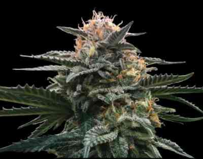 Blood Orange Sorbet Seed > DNA Genetics | Feminized Marijuana   |  hybrid