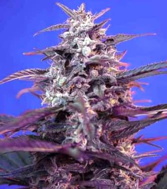 Bloody Skunk Auto > Sweet Seeds | Autoflowering Cannabis   |  Hybrid