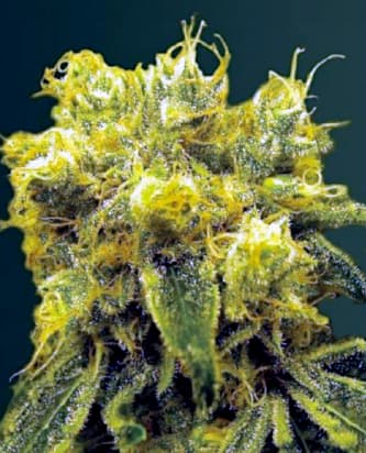 Blow Dream > Victory Seeds | Feminisierte Hanfsamen  |  Sativa