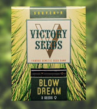 Blow Dream > Victory Seeds | Feminisierte Hanfsamen  |  Sativa