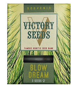 Blow Dream > Victory Seeds | Feminisierte Hanfsamen  |  Sativa