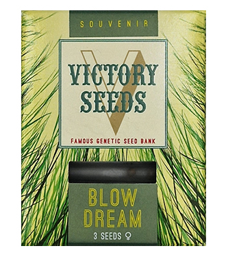 Blow Dream > Victory Seeds | Graines Féminisées  |  Sativa