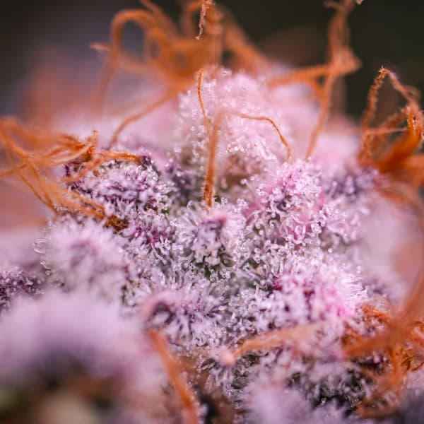 Blue Applez graines > Dutch Passion | Graines Féminisées  |  Indica