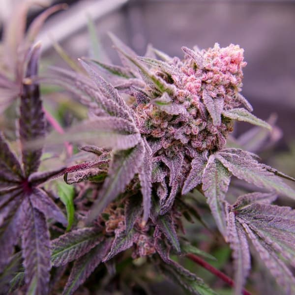 Blue Applez graines > Dutch Passion | Graines Féminisées  |  Indica