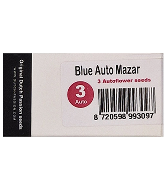 Blue Auto Mazar > Dutch Passion | Semillas autoflorecientes  |  Índica