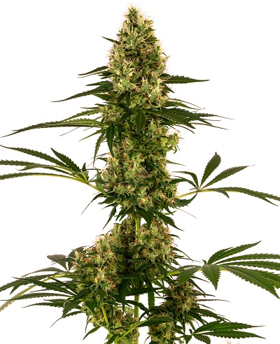 Blue Bullet Auto > Sensi Seeds | Semillas autoflorecientes  |  Híbrido