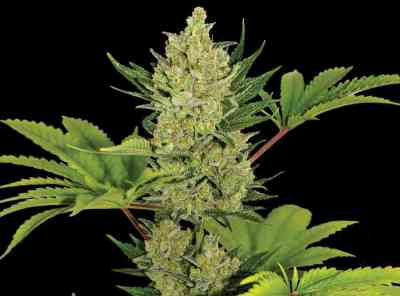 Blueberry Cheese Auto > Barney\'s Farm | Graines Autofloraison  |  Indica