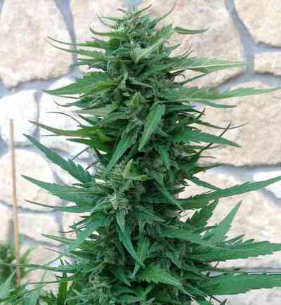 Blueberry Cheese Auto > Barney\'s Farm | Graines Autofloraison  |  Indica