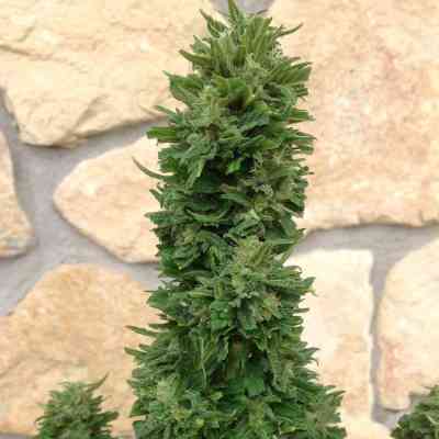 Blueberry Cheese Auto > Barney\'s Farm | Graines Autofloraison  |  Indica