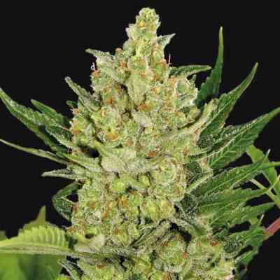 Blueberry Cheese Auto > Barney\'s Farm | Autoflowering Cannabis   |  Indica