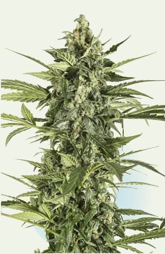 Blue Cheese Autoflowering > Dinafem Seeds | Graines Autofloraison  |  Indica