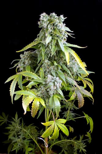 Blue Cheese Autoflowering > Dinafem Seeds | Autoflowering Cannabis   |  Indica