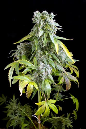 Blue Cheese Autoflowering > Dinafem Seeds | Graines Autofloraison  |  Indica