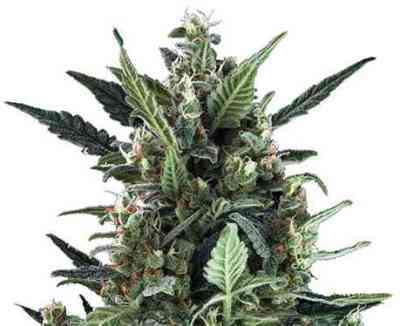 Blue Cheese Automatic > Royal Queen Seeds | Autoflowering Cannabis   |  Hybrid