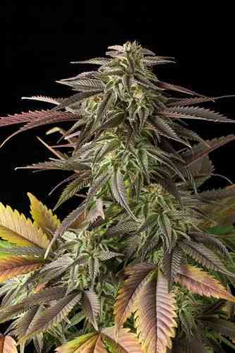 Blue Cheese > Dinafem Seeds | Feminized Marijuana   |  Indica