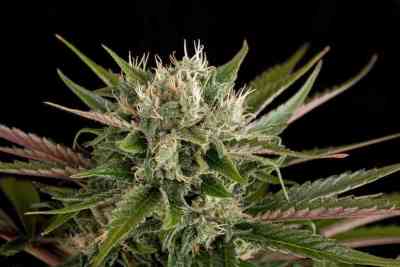 Blue Cheese > Dinafem Seeds | Semillas feminizadas  |  Índica