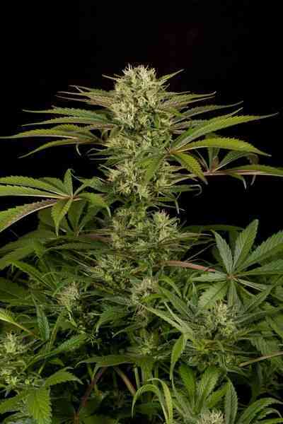 Blue Cheese > Dinafem Seeds | Feminisierte Hanfsamen  |  Indica