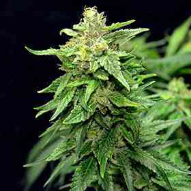 Blue Cindy > G13 Labs | Feminized Marijuana   |  Sativa