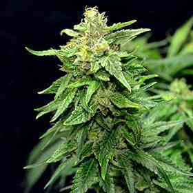 Blue Cindy > G13 Labs | Semillas feminizadas  |  Sativa