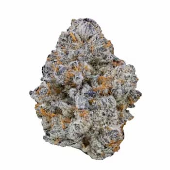 Blue Cookies × OG Seed > Vision Seeds | Feminized Cannabis   |  Indica