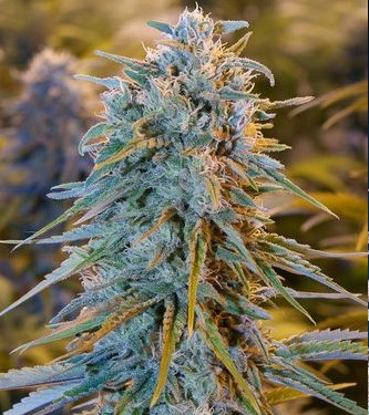 Blue Dream Fast > 00 Seeds Bank | Semillas feminizadas  |  Sativa