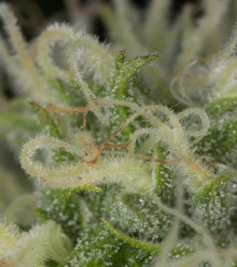 Blue Dream Fast > 00 Seeds Bank | Semillas feminizadas  |  Sativa