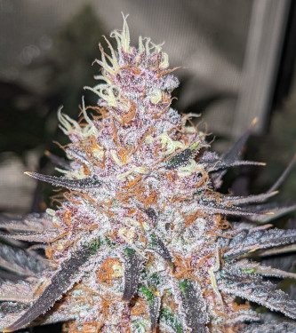 Blue Dream > 00 Seeds Bank | Feminisierte Hanfsamen  |  Sativa