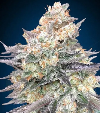 Blue Dream Fast > 00 Seeds Bank | Feminisierte Hanfsamen  |  Sativa