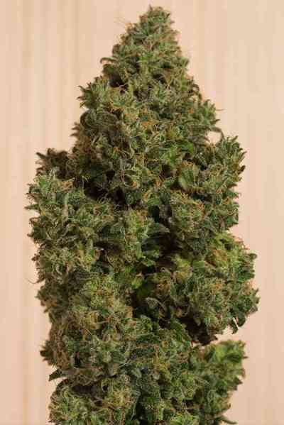 Blue Dream CBD > Humboldt Seed Organisation | Feminisierte Hanfsamen  |  Sativa