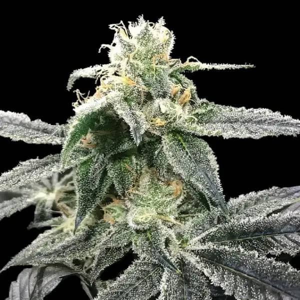 Blue Dream Seed > DNA Genetics | Feminized Cannabis   |  Sativa