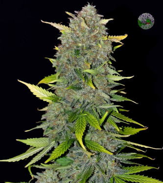 Blue Dream Matic > Fast Buds Company | Graines Autofloraison  |  Sativa