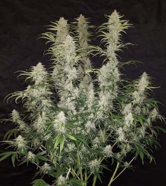 Blue Dream Matic > Fast Buds Company | Graines Autofloraison  |  Sativa