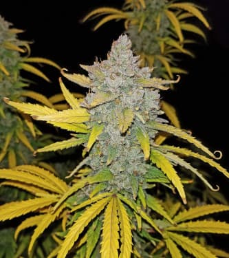 Blue Dream Matic > Fast Buds Company | Autoflowering Cannabis   |  Sativa