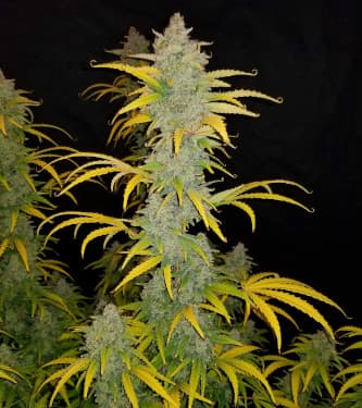 Blue Dream Matic > Fast Buds Company | Autoflowering Hanfsamen  |  Sativa