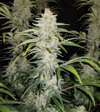 Blue Dream Matic > Fast Buds Company | Semillas autoflorecientes  |  Sativa