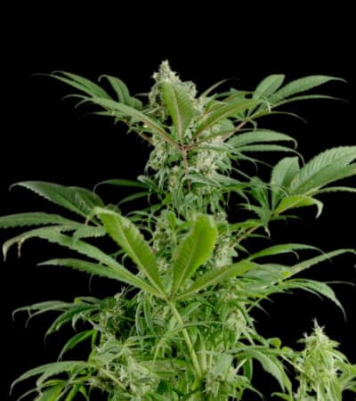 Blue Dream > Blim Burn Seeds | Graines Féminisées  |  Sativa