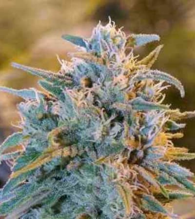 Blue Dream > Blim Burn Seeds | Graines Féminisées  |  Sativa