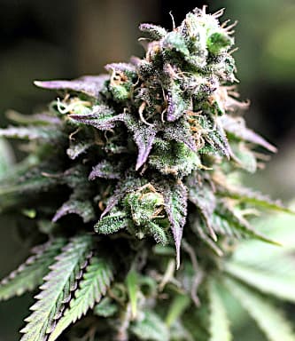 Blue Dream > Bulldog Seeds | Feminized Marijuana   |  Indica