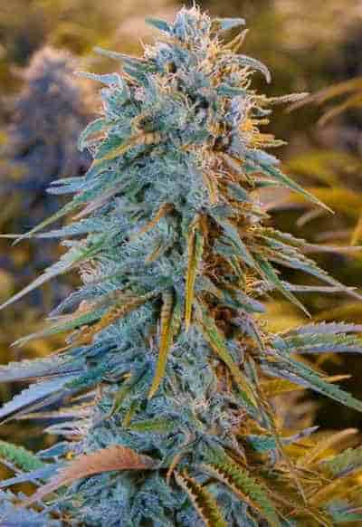 Blue Dream > Humboldt Seed Organization | Feminisierte Hanfsamen  |  Sativa