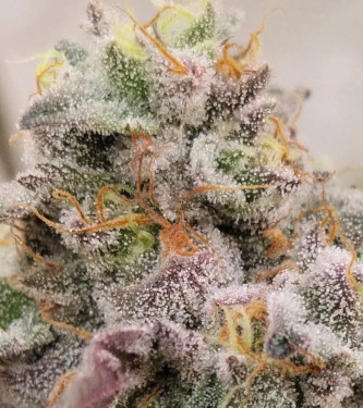 Blue Fizz > Grounded Genetics | Feminized Marijuana   |  hybrid