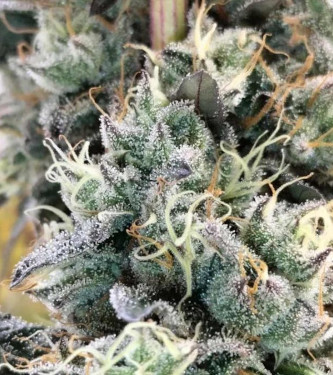 Blue Fizz > Grounded Genetics | Feminized Marijuana   |  hybrid