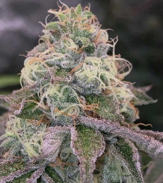 Blue Fizz > Grounded Genetics | Feminized Marijuana   |  hybrid