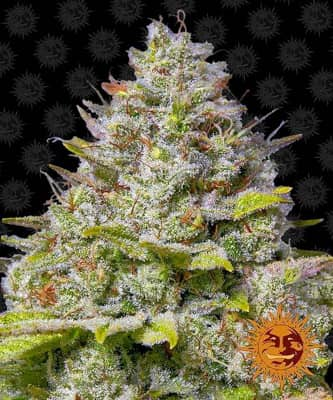 Blue Gelato 41 > Barney\'s Farm | Feminisierte Hanfsamen  |  Hybrid