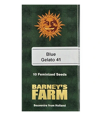 Blue Gelato 41 > Barney\'s Farm | Graines Féminisées  |  Hybride