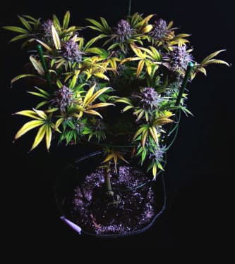 Blue Gelato 41 > Barney\'s Farm | Feminisierte Hanfsamen  |  Hybrid