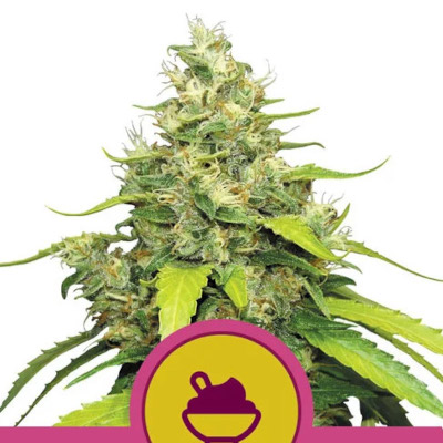 Blue Gelato > Royal Queen Seeds | Graines Féminisées  |  Indica