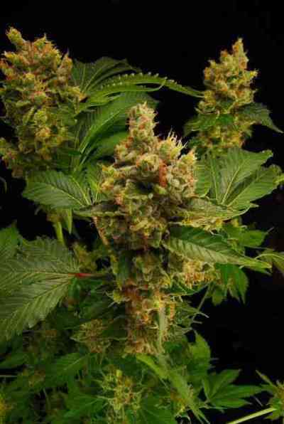 Blue Hash > Dinafem Seeds | Feminized Marijuana   |  hybrid