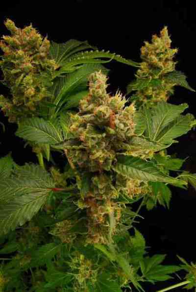 Blue Hash > Dinafem Seeds | Feminisierte Hanfsamen  |  Hybrid